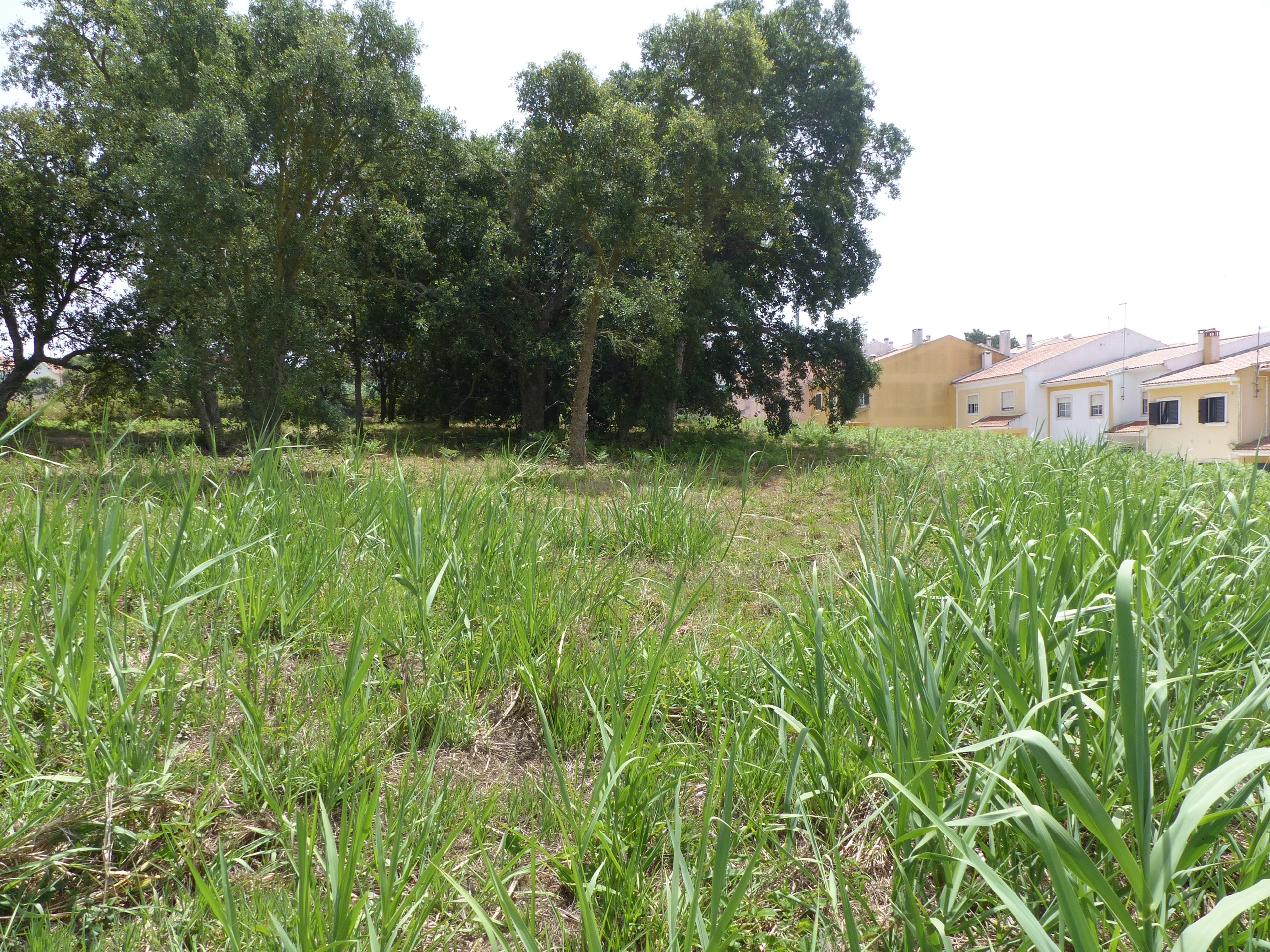 Land for construction in Caldas da Rainha