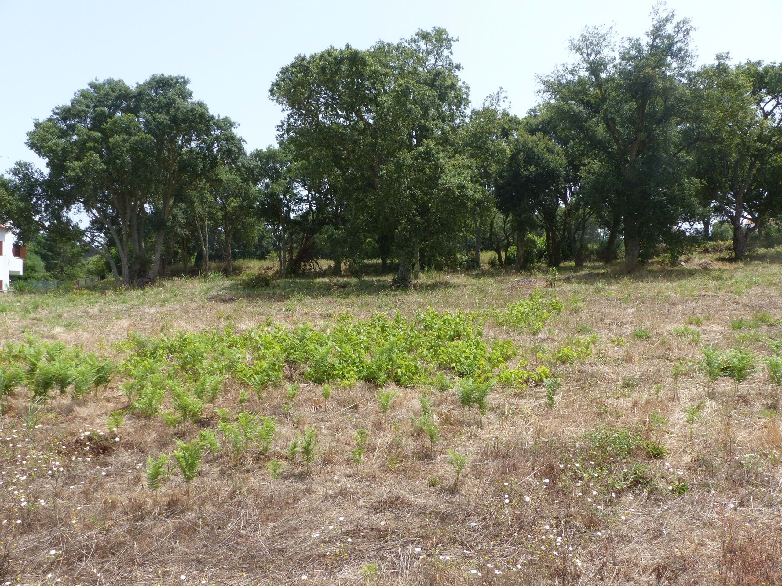 Land for construction in Caldas da Rainha