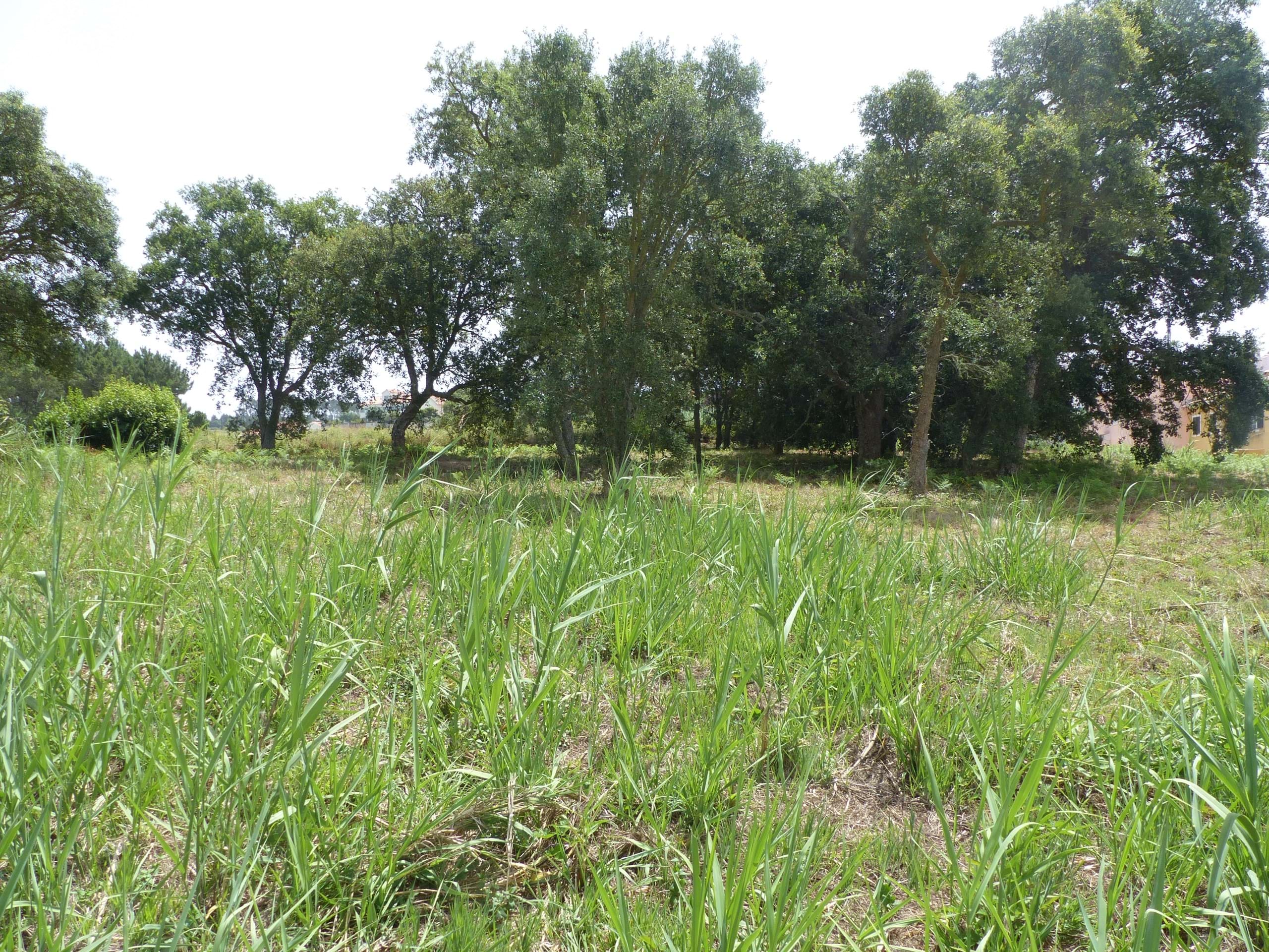 Land for construction in Caldas da Rainha