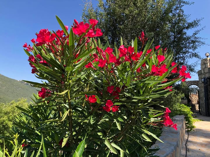 Secluded Detached Stone Villa